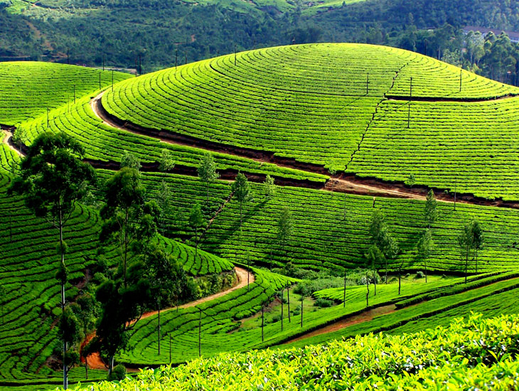 Munnar honeymoon destinations in india Munnar honeymoon destinations in india